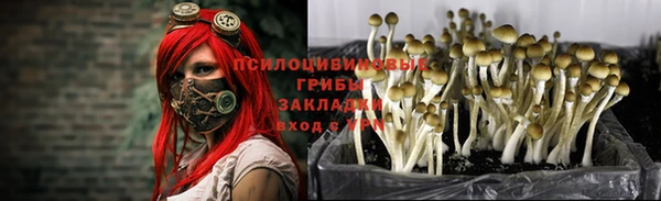 ПСИЛОЦИБИНОВЫЕ ГРИБЫ Арсеньев
