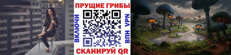 Псилоцибиновые грибы Psilocybine cubensis  Сосновый Бор 